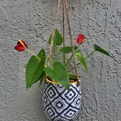 Red Anthuriums in Modern Hanging Ceramic Pot
