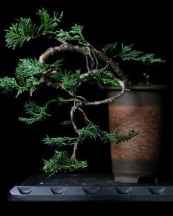 Cascade Bonsai Tree - Live Outdoor Plant