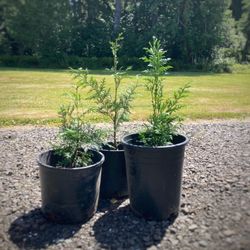 Cedar Trees 