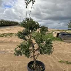 Boxwood Topiary Bonsai