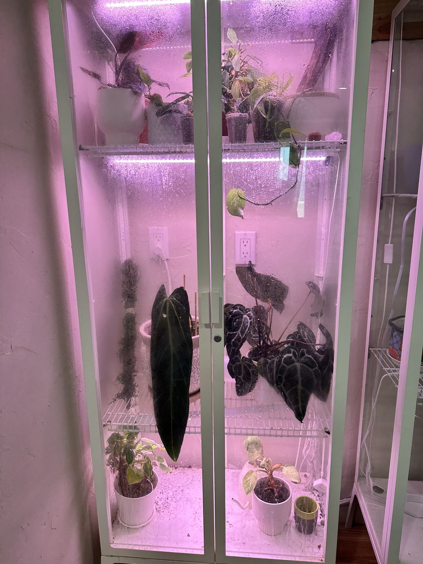 All Plants And Glass Show Containers Must Go !