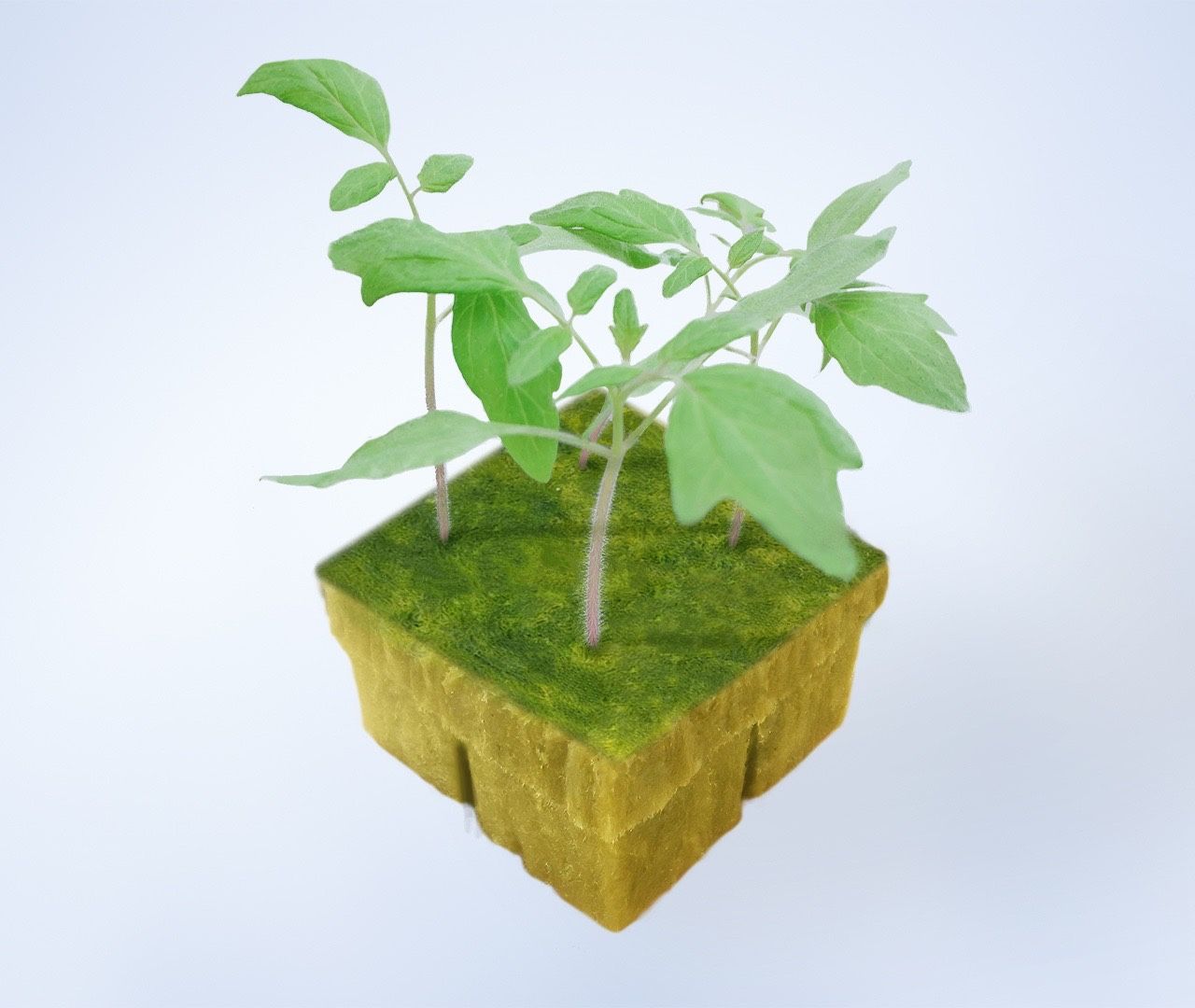 Rockwool Growing Cubes