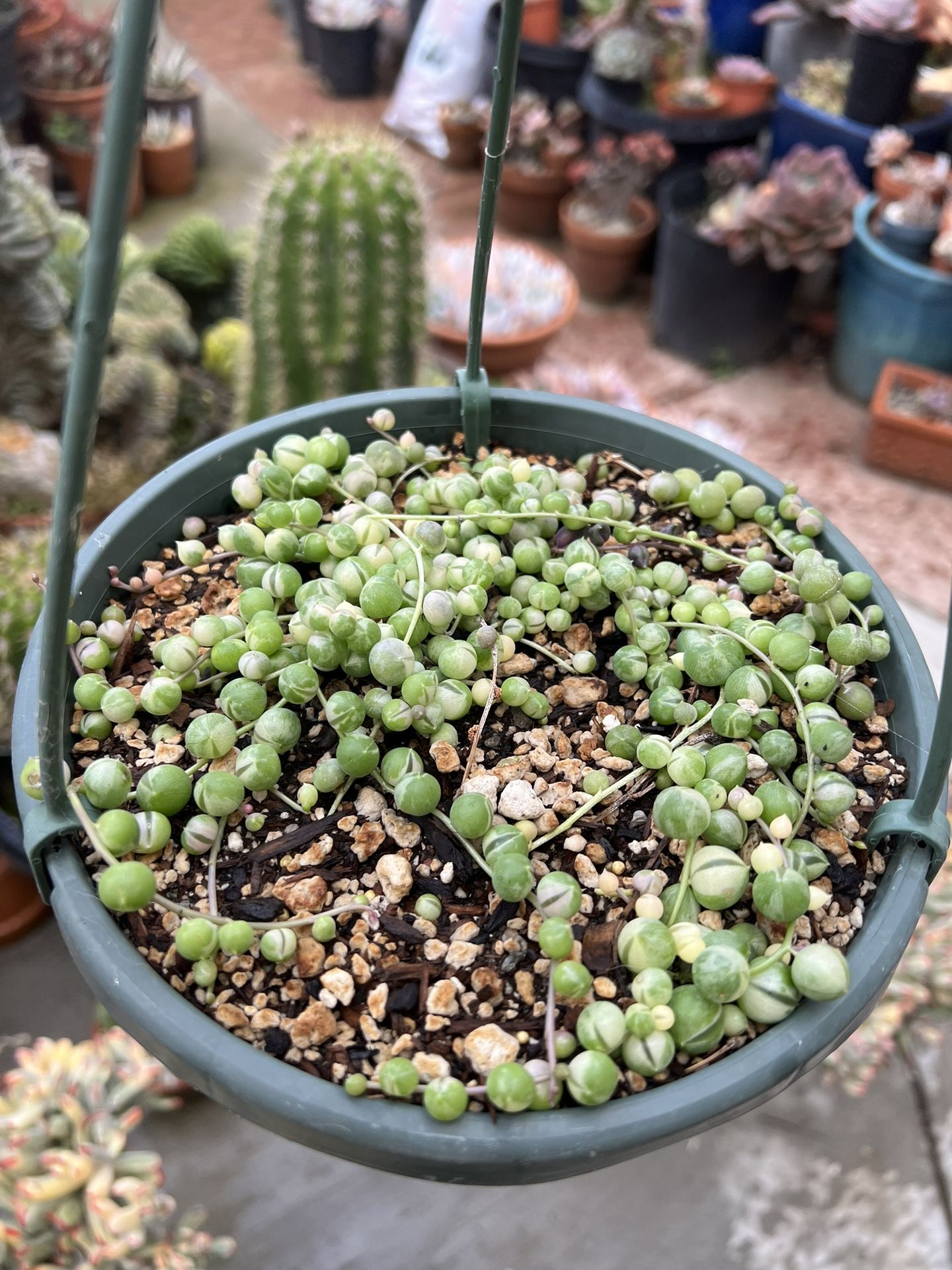 String Of Pearls Variegated