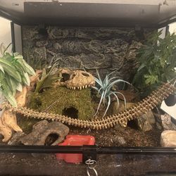 Reptile Enclosure