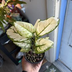 Super White Aglaonema 