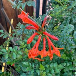 Large Cape Honeysuckle Blooming Red Orange Yellow flowers 8 ft tall in 5 gallon pot  Cash Only  