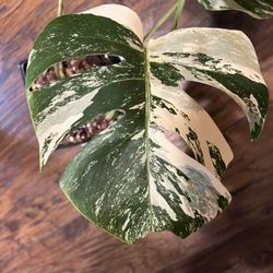 Variegated Monstera Albo Plant (pls Read Description Below)