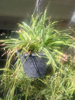 Spider Hanging Plant
