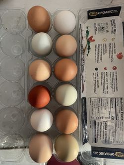 Eggs for incubating- Rosedale