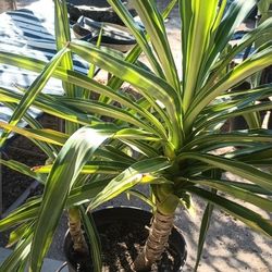 Yucca Variegata.