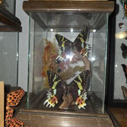 Framed Butterflies 