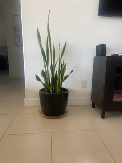 Plant for indoor (real)