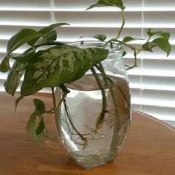 Beautiful House Plants Live 