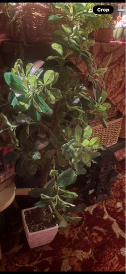 Indoor Potted  Plant