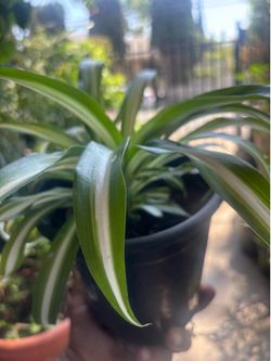 1 gallons spider plants