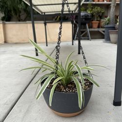 Hanging Spider Plants