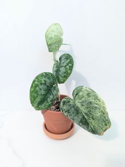 Scindapsus Tembaga