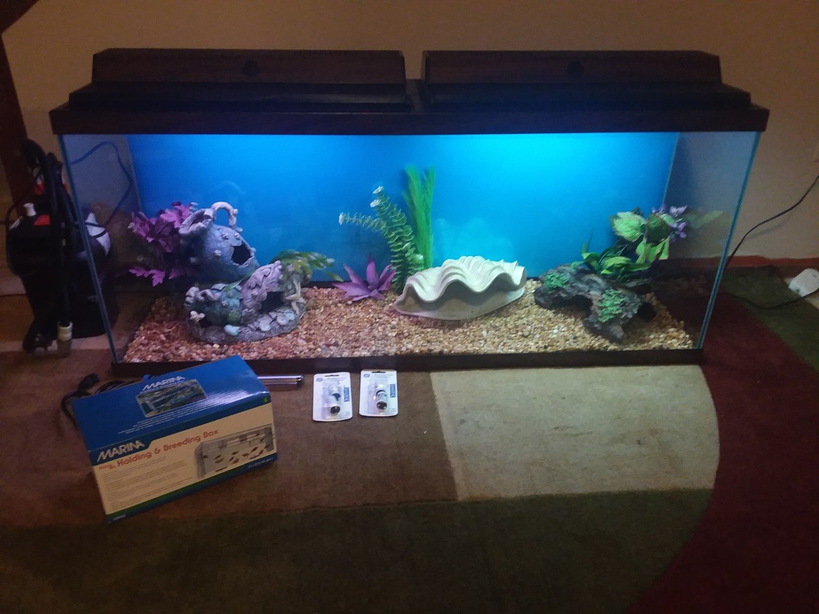 55 gallon aquarium setup