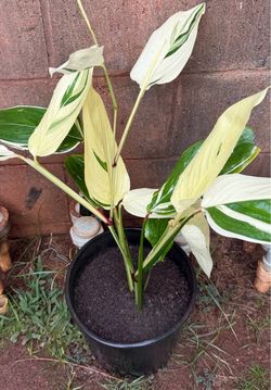 Variegated Arrow Root Plant