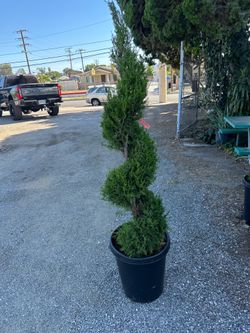 Green spiral junipers