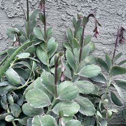 Lavender Scallops (Kalanchoe) Plant Almost In Bloom-$10 Each 