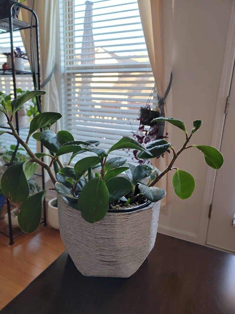 Indoor Plant With Pot