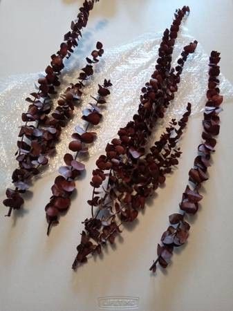 Floral and Decorative Stems