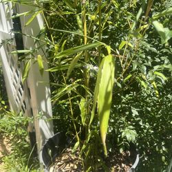 Rare Japanese Ornamental Bamboo Plant