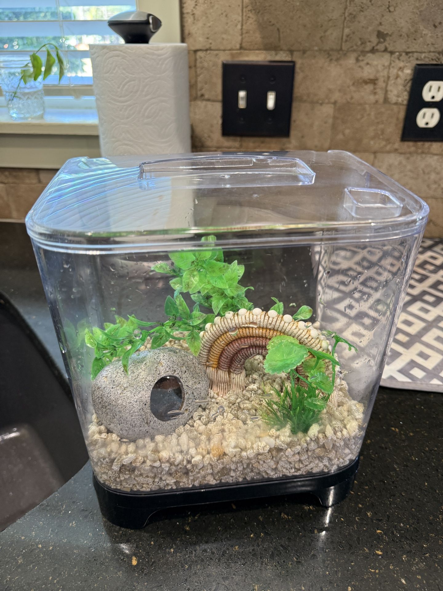 Betta Fish Tank
