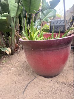 Xtra large planter