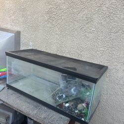 Fish Tank