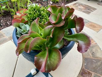 Succulent plants (various sizes)