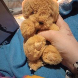 Golden Retriever Puppy