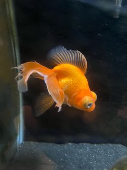 Free goldfish