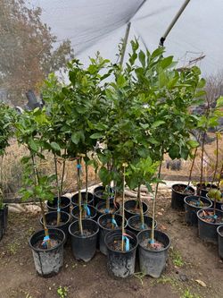 Lisbon lemon trees Árboles de limón amarillos Lisbon $40 each