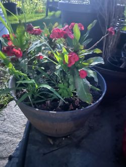 Plants for sale