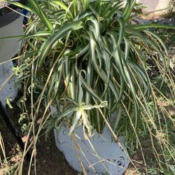Planta Araña 