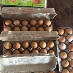chicken eggs 