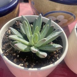 Plant In Ceramic Pot