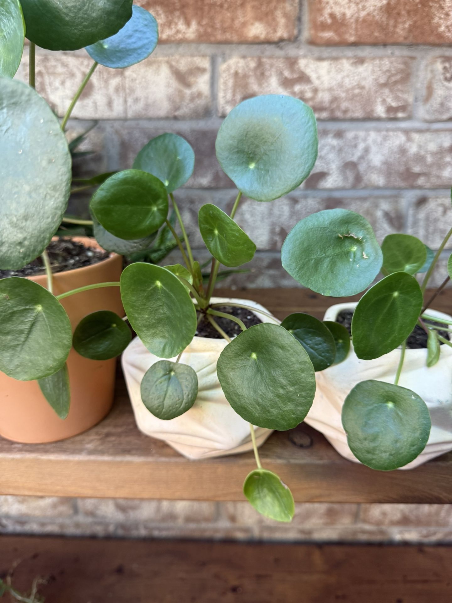 Chinese Money Plant Pilea peperomioides/ Planta del dinero china Pilea peperomioides