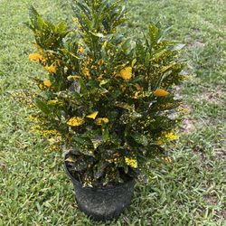 CROTONS PLANT  (Add Colors to Landscape and Garden 3 gallon Pot) 