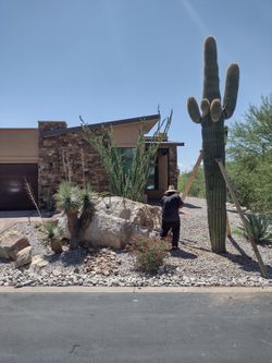 Saguaro Cactus From Arizona Delivered To Las Vegas September 2nd This Weekend