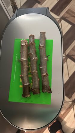 Three Yuca stick