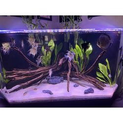 Aquarium 