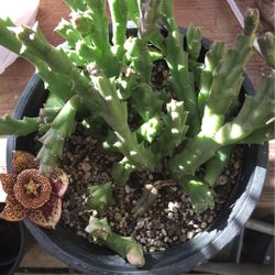 Starfish Succulent Plant One Gallon Pot 