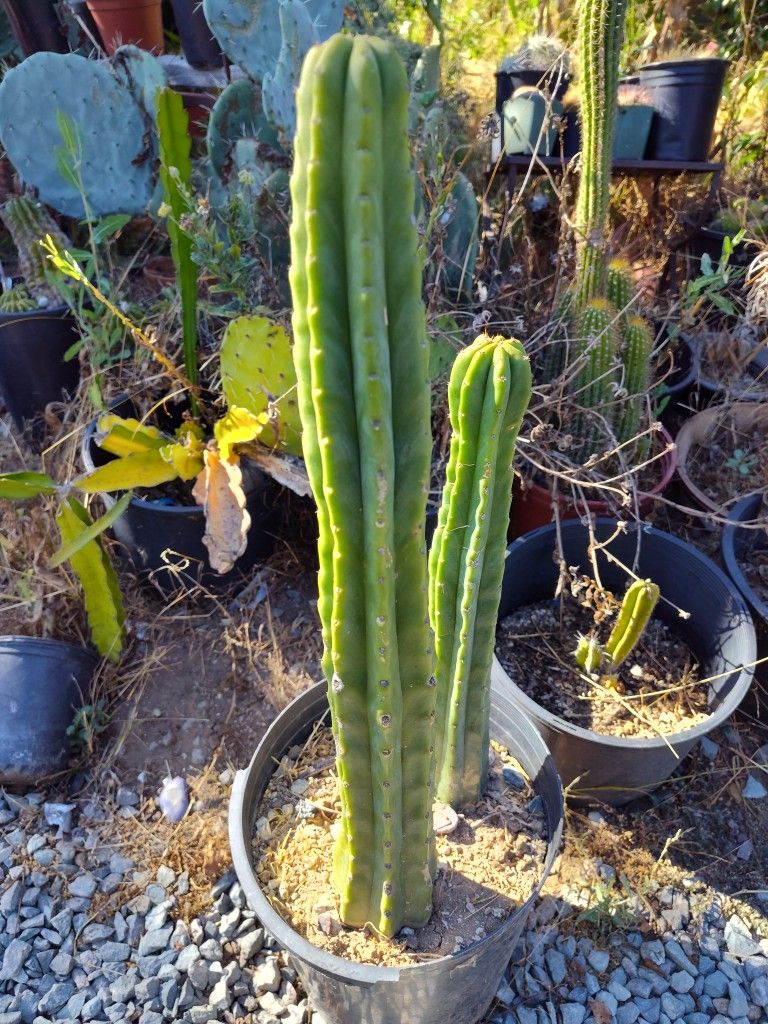 22" San Pedro Cactus In 5 Gallon Pot for Sale in Vista, CA - OfferUp