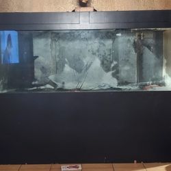 Huge Fish Tank Exotic Fishes 