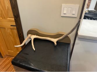 Elk Antler Coat Rack