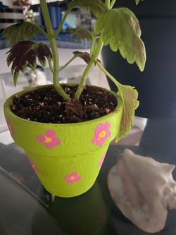 Coleus