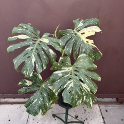 10” Big Monstera Thai Constellation 